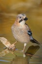 Eurasian Jay - Gaio - Garrulus glandarius Royalty Free Stock Photo