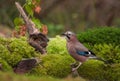 Eurasian Jay at a pool Royalty Free Stock Photo