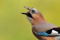 Eurasian jay portrait Royalty Free Stock Photo