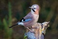 Eurasian jay portrait close up Royalty Free Stock Photo