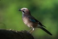 Eurasian jay Royalty Free Stock Photo