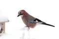 Eurasian jay near bird feeder in winter time Royalty Free Stock Photo