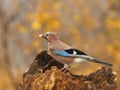 Eurasian jay with a prey 2. Royalty Free Stock Photo