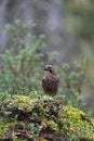 Eurasian Jay in the rain Royalty Free Stock Photo