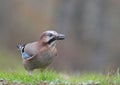 Eurasian Jay in the rain Royalty Free Stock Photo