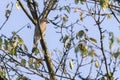 Eurasian Jay Garrulus glandarius