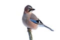 Eurasian jay sitting on a branch in a forest isolated on a whit Royalty Free Stock Photo