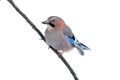 Eurasian jay sitting on a branch in a park isolated on a white Royalty Free Stock Photo