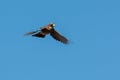 Eurasian jay in the sky, Sweden Royalty Free Stock Photo