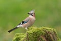 Eurasian jay Royalty Free Stock Photo