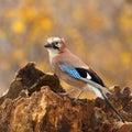 Eurasian jay on a stump 3. Royalty Free Stock Photo