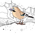 Eurasian jay toon