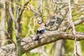 Eurasian Jay on the Tree Royalty Free Stock Photo