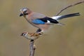 Eurasian Jay and Tree Sparrow size compare on a willow branch b