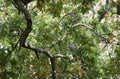 Eurasian Jay in a tree in woodland
