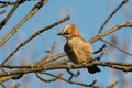 eurasian jay up in a tree Royalty Free Stock Photo