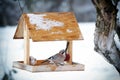 Eurasian jay on the winter bird feeder. Royalty Free Stock Photo