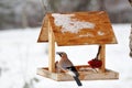 Eurasian jay on the winter bird feeder. Royalty Free Stock Photo