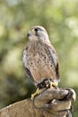 Eurasian kestrel Royalty Free Stock Photo