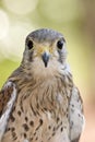 Eurasian kestrel Royalty Free Stock Photo