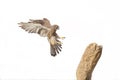 Eurasian Kestrel bird Royalty Free Stock Photo