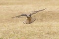 Eurasian Kestrel bird Royalty Free Stock Photo