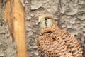 Eurasian kestrel Royalty Free Stock Photo