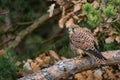 Eurasian Kestrel - Falco tinnunculus, beautiful bird of prey