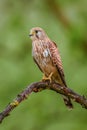Eurasian Kestrel - Falco tinnunculus Royalty Free Stock Photo
