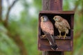 Eurasian Kestrel - Falco tinnunculus Royalty Free Stock Photo