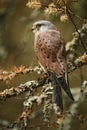Eurasian Kestrel - Falco tinnunculus