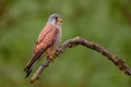 Eurasian Kestrel - Falco tinnunculus Royalty Free Stock Photo