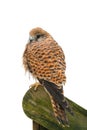 Eurasian Kestrel Falco tinnunculus Royalty Free Stock Photo