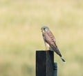 Eurasian Kestrel