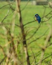 Eurasian kingfisher Alcedo atthis Royalty Free Stock Photo