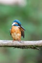 Eurasian kingfisher Alcedo atthis Royalty Free Stock Photo