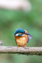 Eurasian kingfisher Alcedo atthis Royalty Free Stock Photo