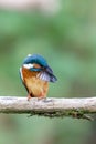 Eurasian kingfisher Alcedo atthis Royalty Free Stock Photo