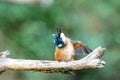 Eurasian kingfisher Alcedo atthis Royalty Free Stock Photo