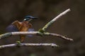 Eurasian kingfisher (Alcedo atthis) sitting above the river Royalty Free Stock Photo