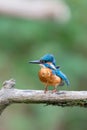 Eurasian kingfisher Alcedo atthis Royalty Free Stock Photo