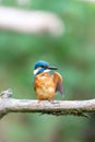 Eurasian kingfisher Alcedo atthis Royalty Free Stock Photo