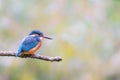 Eurasian kingfisher Alcedo atthis Royalty Free Stock Photo