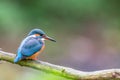 Eurasian kingfisher Alcedo atthis Royalty Free Stock Photo