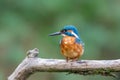 Eurasian kingfisher Alcedo atthis Royalty Free Stock Photo