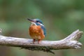 Eurasian kingfisher Alcedo atthis Royalty Free Stock Photo