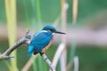 Eurasian kingfisher Alcedo atthis Royalty Free Stock Photo