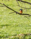 Eurasian kingfisher Royalty Free Stock Photo