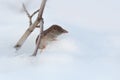 Eurasian least shrew (Sorex minutissimus), also called the lesser pygmy shrew