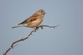 Eurasian linnet